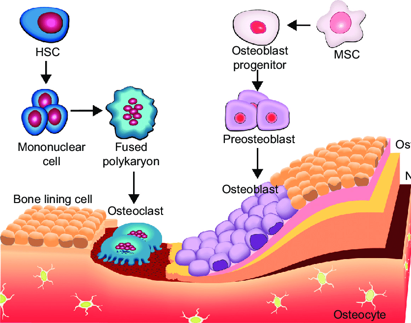 Osteoblasts